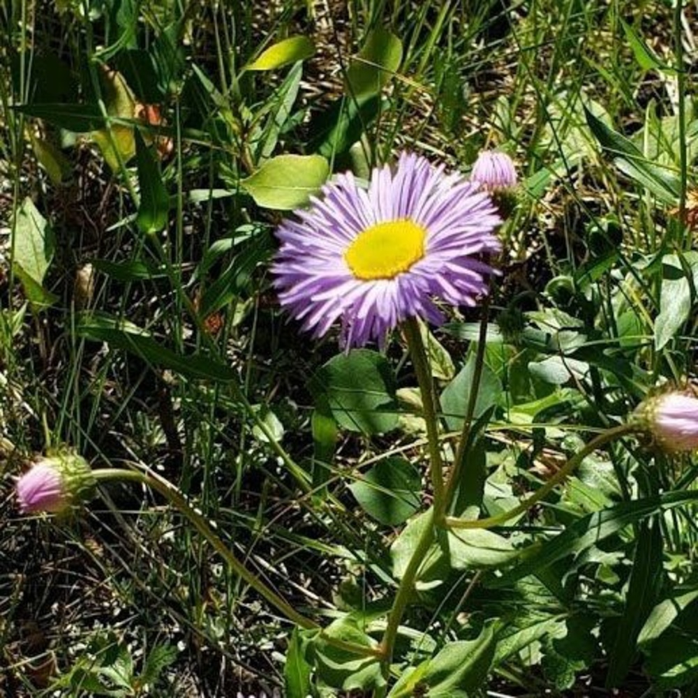 Meet your Posher, Janeen